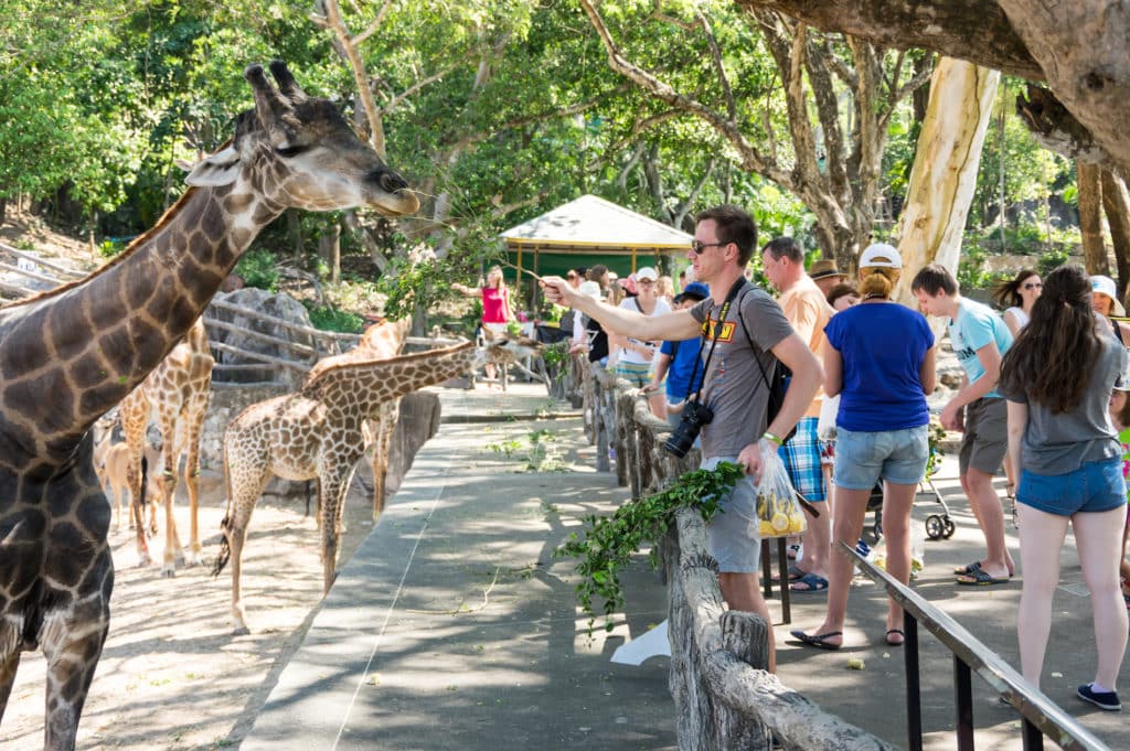 PATTAYA, THAILAND - FEBRUARY 01, 2017: View of tourists feeding giraffes in Khao Kheow Open Zoo in Pattaya, Thailand