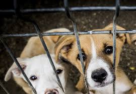 OHIO LEGISLATURE ASSISTS WILDLIFE SHELTERS
